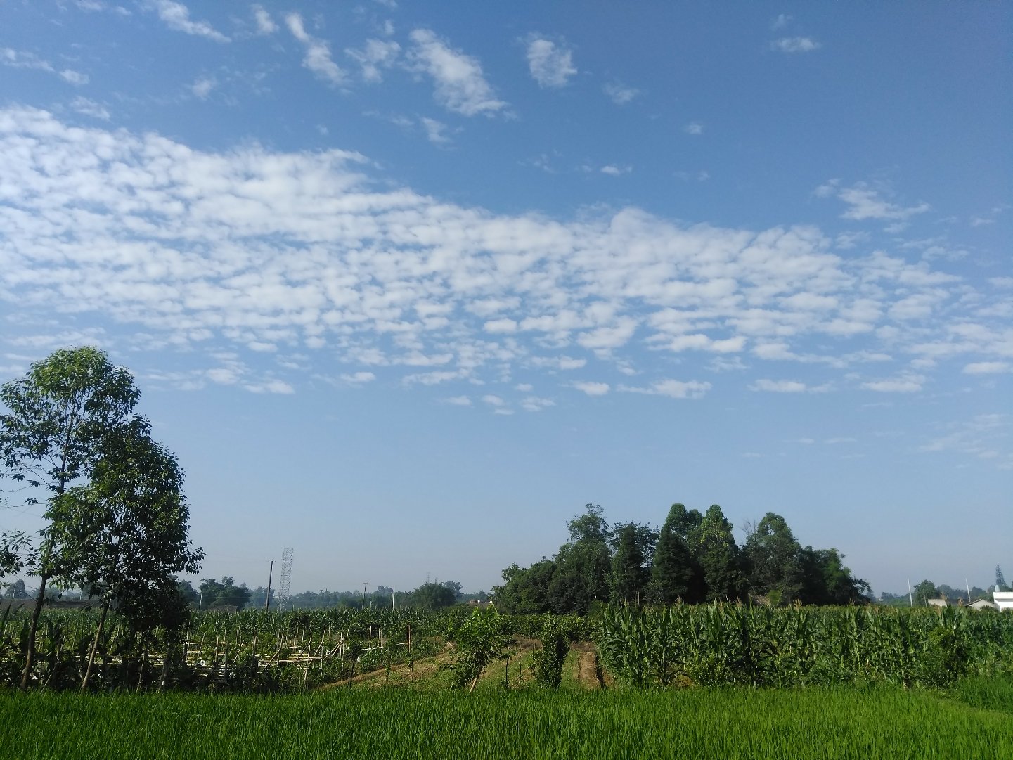 三圣镇天气预报更新通知