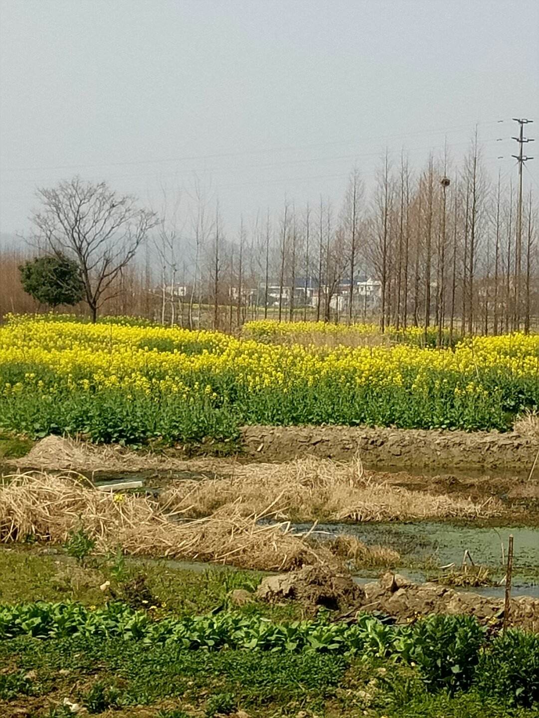 安宜镇最新天气预报