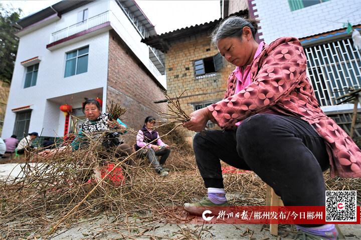 水南农场迈向农业现代化与生态旅游协同发展的新纪元发展规划揭秘